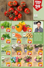 Hortensie im REWE Prospekt in Weinheim Aktueller REWE Prospekt mit Hortensie, "Dein Markt", Seite 9