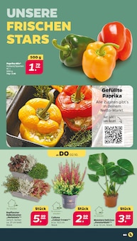 Blumentopf im Netto mit dem Scottie Prospekt "Günstig. Besser. Für Dich." mit 34 Seiten (Berlin)