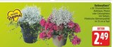 Outdoorpflanze im Angebot bei EDEKA in Freiberg Outdoorpflanze Angebote bei EDEKA Freiberg für 2,49 €