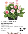 Gänseblümchen 'Erdbeersahne' bei Dehner Garten-Center im Passau Prospekt für 2,49 €