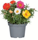Portulakröschen bei toom Baumarkt im Brakel Prospekt für 3,59 €
