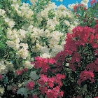 Laurier rose en promo chez Carrefour Aix-en-Provence à 19,96 €