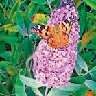 Sommerflieder im 17 cm Topf Angebote bei Thomas Philipps Kassel für 2,99 €