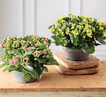 Kalanchoe en promo chez Super U Calais à 9,99 €