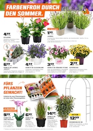 Blumen Angebot im aktuellen OBI Prospekt auf Seite 2