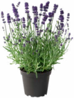 Lavendel bei Hagebaumarkt im Prospekt "" für 2,79 €