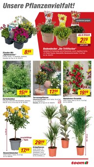 Blumen im aktuellen toom Baumarkt Prospekt (Herne) Blumen im toom Baumarkt Prospekt "Respekt, wer's selber macht." mit 24 Seiten (Herne)