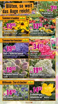 Pflanzen im Hornbach Prospekt "Andere feiern Tore, du dein Projekt" mit 30 Seiten (Krefeld)