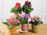 Plante fleurie - Hyper U à Saintes Plante fleurie en promo chez Hyper U Saintes à 5,99 €