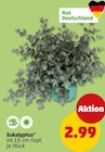 Eukalyptus Angebote bei Penny Offenburg für 2,99 €