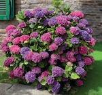 Promo Hortensia Macrophylla à 13,99 € dans le catalogue Hyper U à Colmar