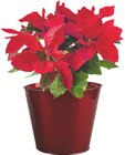 Poinsettia - ECLOZ en promo à 8,99 € chez Jardiland Poinsettia - ECLOZ dans le catalogue Jardiland