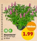 Blauweiderich Angebot in Eschweiler Blauweiderich im aktuellen Prospekt bei Penny-Markt in Eschweiler