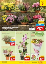 Zimmerpflanzen im Netto Marken-Discount Prospekt in Regensburg Aktueller Netto Marken-Discount Prospekt mit Zimmerpflanzen, "Aktuelle Angebote", Seite 23