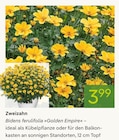 Zweizahn Bidens ferulifolia »Golden Empire« bei Pflanzen Kölle im Unterhaching Prospekt für 3,99 €