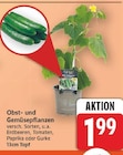 Obst- und Gemüsepflanzen für 1,99 € bei E center im Angebot Obst- und Gemüsepflanzen im aktuellen E center Prospekt