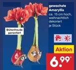 Gewachste Amaryllis von  im aktuellen Netto Marken-Discount Prospekt für 6,99 €