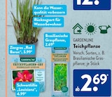 Ziergras 'Red Baron' im ALDI SÜD Prospekt Ziergras 'Red Baron' von Gardenline im aktuellen ALDI SÜD Prospekt für 2,69 €