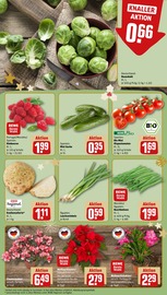 Garten im REWE Prospekt in Neumünster Aktueller REWE Prospekt mit Garten, "Dein Markt", Seite 9