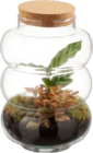 Terrarium plantes vertes - Lidl à Versailles Terrarium plantes vertes en promo chez Lidl Versailles à 12,99 €