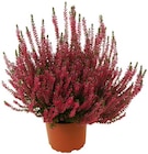 Aktuelle Pflanzen Angebote bei Penny in Recklinghausen Aktuelles Besenheide Angebot bei Penny in Recklinghausen ab 1,89 €
