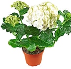 Penny Burgkirchen - Hortensie Angebot im Prospekt Hortensie bei Penny im Burgkirchen Prospekt für 5,99 €
