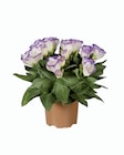 Eustoma en promo chez Lidl Champigny-sur-Marne à 1,65 €