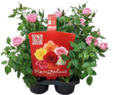 Aktuelle Pflanzen Angebote bei Globus-Baumarkt in Krefeld Aktuelles Rose2plant Angebot bei Globus-Baumarkt in Krefeld ab 9,99 €
