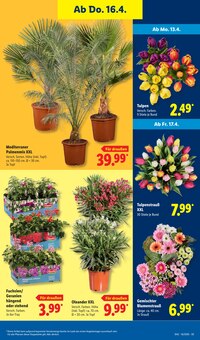 Geranien im Lidl Prospekt "LIDL LOHNT SICH" mit 70 Seiten (Magdeburg)