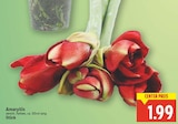 Aktuelle Zimmerpflanzen Angebote bei E center in Berlin Aktuelles Amaryllis Angebot bei E center in Berlin ab 1,99 €