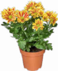 Chrysantheme im Angebot bei Netto Marken-Discount in Falkensee Chrysantheme Angebote bei Netto Marken-Discount Falkensee für 3,99 €