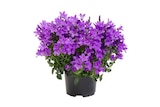 Campanule pot 11 cm dans le catalogue Carrefour