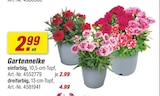 toom Baumarkt Bochum - Gartennelke Angebot im Prospekt Gartennelke bei toom Baumarkt im Bochum Prospekt für 2,99 €