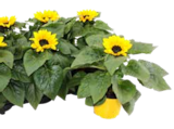 SOMMERPFLANZEN im OBI Prospekt SOMMERPFLANZEN von im aktuellen OBI Prospekt fĂŒr 2,49 âŹ