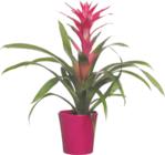 GUZMANIA - GARDENLINE en promo chez Aldi GUZMANIA - GARDENLINE dans le catalogue Aldi