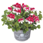 toom Baumarkt Burgwerben - Fächerblume oder Duftgeranie Angebot im Prospekt Fächerblume oder Duftgeranie bei toom Baumarkt im Burgwerben Prospekt für 3,99 €