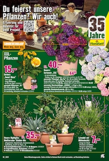Beetpflanzen im Hornbach Prospekt "Den besten Preis kann nur der geben, der ihn wirklich hat." mit 34 Seiten (Hamburg)