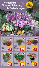 Aktueller REWE Prospekt mit Stauden, "Dein Markt", Seite 12