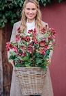 Korb im Dehner Garten-Center Prospekt PFLANZKORB im aktuellen Dehner Garten-Center Prospekt für 9,99 €