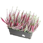 Jardinière de bruyère - Carrefour à Troyes Jardinière de bruyère en promo chez Carrefour Troyes à 9,99 €
