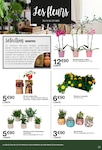 Plantes Plantes