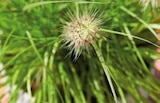 Aktuelle Blumen Angebote bei Hornbach in Dortmund Aktuelles Lampenschirmgras „Hameln“ Angebot bei Hornbach in Dortmund ab 8,99 €