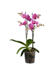Phalaenopsis Multiflora Angebote bei Lidl Essen für 7,99 €