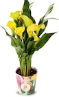 Calla im Angebot bei Netto Marken-Discount in Pirna Calla Angebote bei Netto Marken-Discount Pirna für 4,99 €
