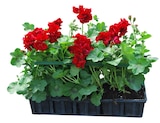 Promo Géranium Lierre Double à 8,99 € dans le catalogue Ma Jardinerie à Exincourt