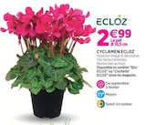 Cyclamen ECLOZ - ECLOZ - Delbard Cyclamen ECLOZ - ECLOZ à 2,99 € dans le catalogue Delbard