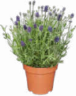 Lavendel Angustifolia Angebote bei Netto Marken-Discount Garbsen für 1,99 €