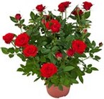 Rose bei Kaufland im Witten Prospekt für 2,99 €