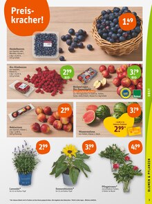 Blumen Angebot im aktuellen tegut Prospekt auf Seite 5