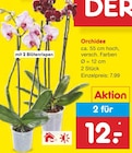 Orchidee im aktuellen Netto Marken-Discount Prospekt